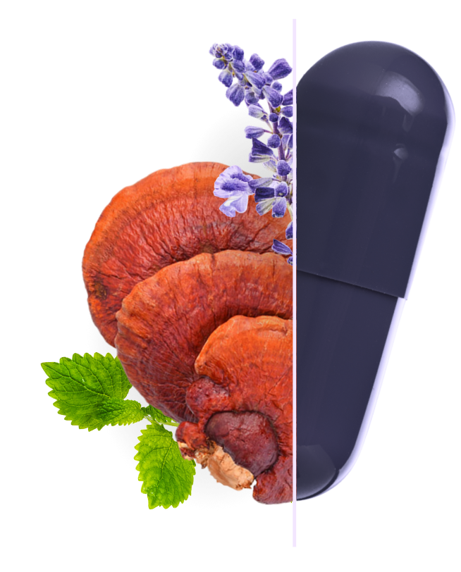Auf der rechten seite ist die lila calm Kapsel halb abgebildet und dauf der linken Seite die INhaltsstoffe Reishi, Lavendel & Melisse.