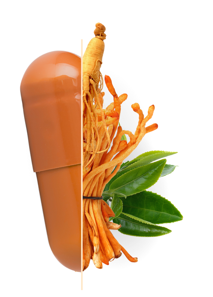 Eine hälfte ist die orangene Kapsel, auf der anderen Seite sind die Inhaltsstoffe Cordyceps, Ginseng & Grüner Tee abgebildet.